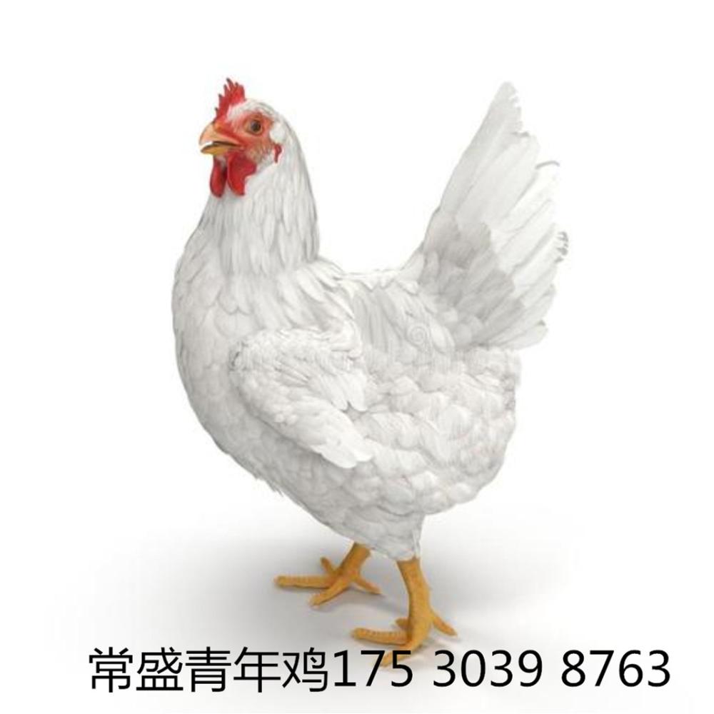 罗曼粉鸡苗60日龄罗曼粉鸡苗罗曼粉转群上笼