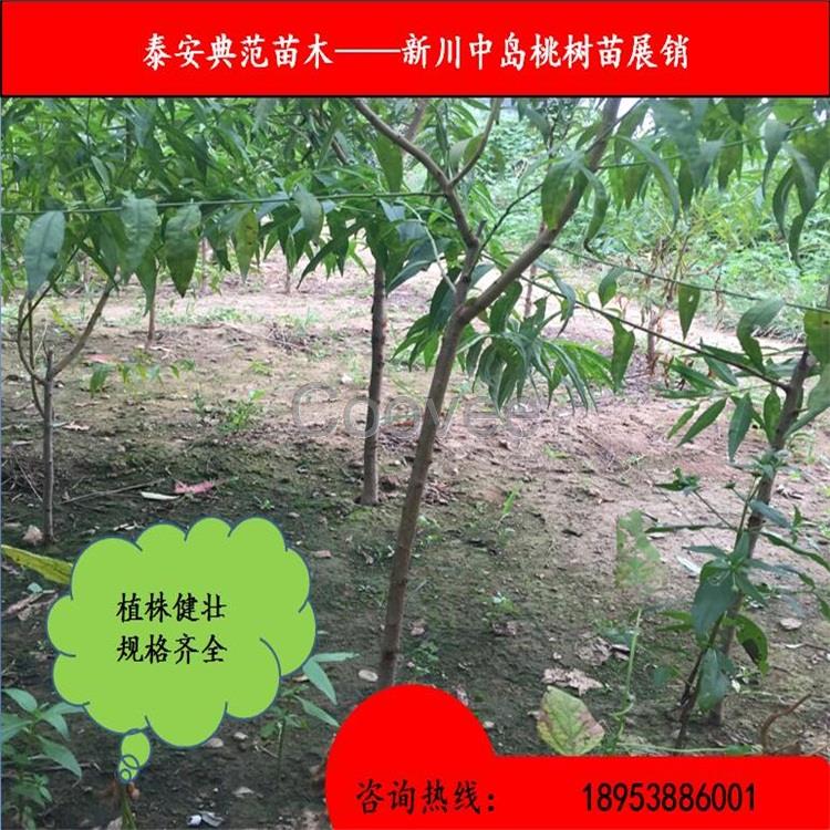 新川中岛桃树苗售价山东新川中岛桃树苗基地