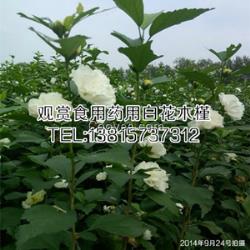 生態(tài)農(nóng)莊觀賞食用木槿木槿苗白花紅花大小規(guī)格全