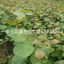 江蘇新巨紫荊小苗價格巨紫荊小苗批發