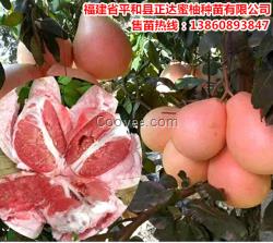 廣西性價(jià)比高的三紅蜜柚苗供應(yīng) 三紅蜜柚苗