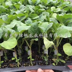 供应嫁接茄子苗 布利塔长茄 快圆茄子 紫萼长茄 绿萼长茄