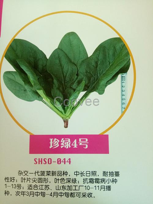 日本菠菜種子珍綠系列