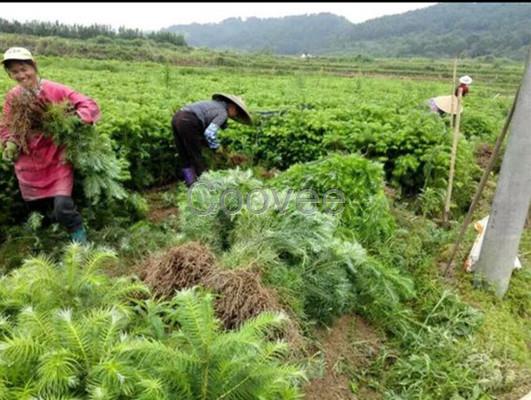 廣西速生杉樹苗批發河池杉樹苗供應百色杉樹苗種植梧州杉樹苗郵購