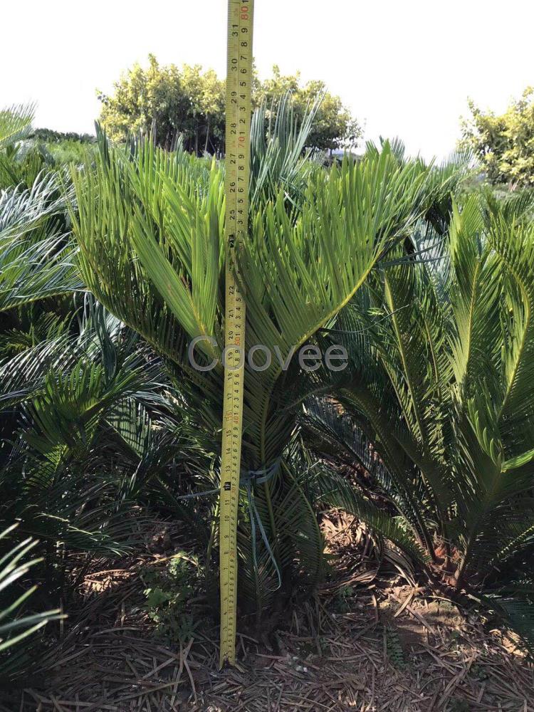 江西冠幅1米2苏铁容器苗价钱划算的盆景苏铁养殖基地城市绿化