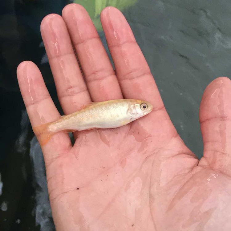 虹鳟金鳟鱼苗养殖基地鲜活水产整鱼全国供应