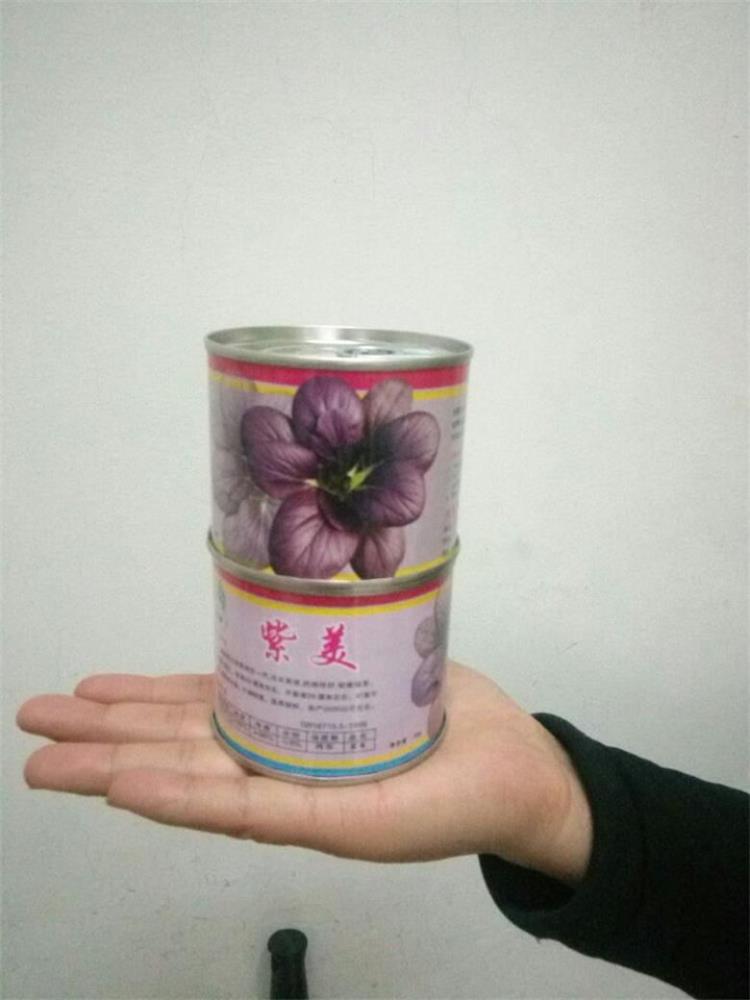 彩色觀賞食用油菜種子紫油菜種子