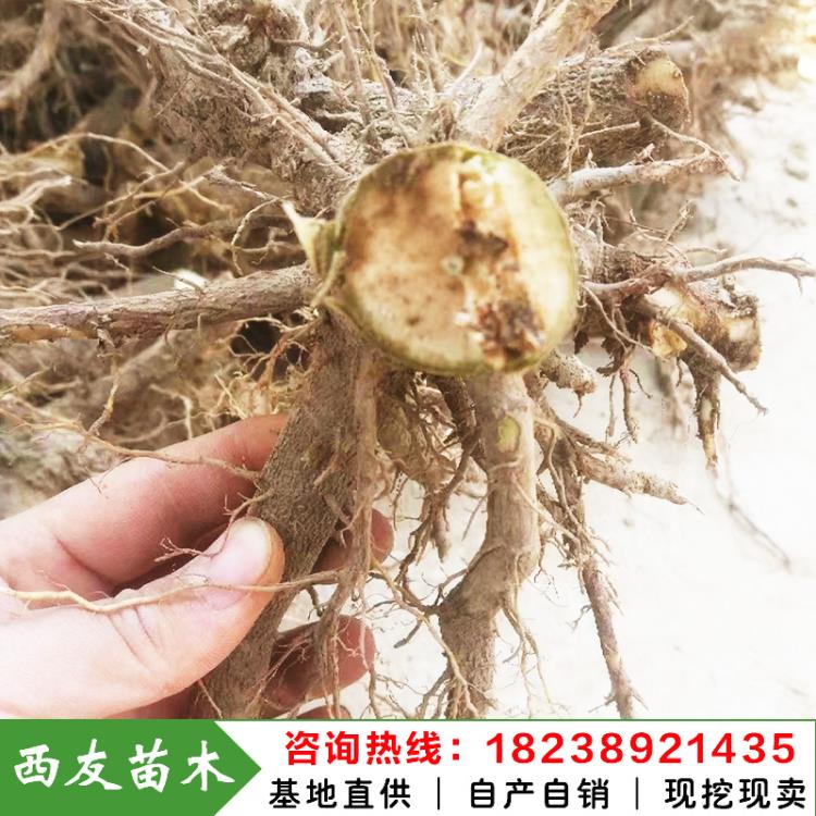 河南泡桐根桩速生泡桐根桩苗大量出售泡桐种苗基地直供泡桐小苗