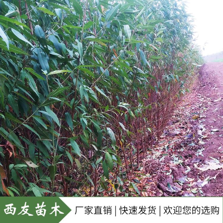 河南毛桃树苗基地出售毛桃苗直供桃树实生苗