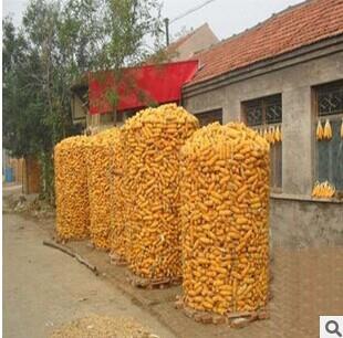 圈苞米铁丝网厂家圈玉米网圈玉米网厂家玉米晾晒网