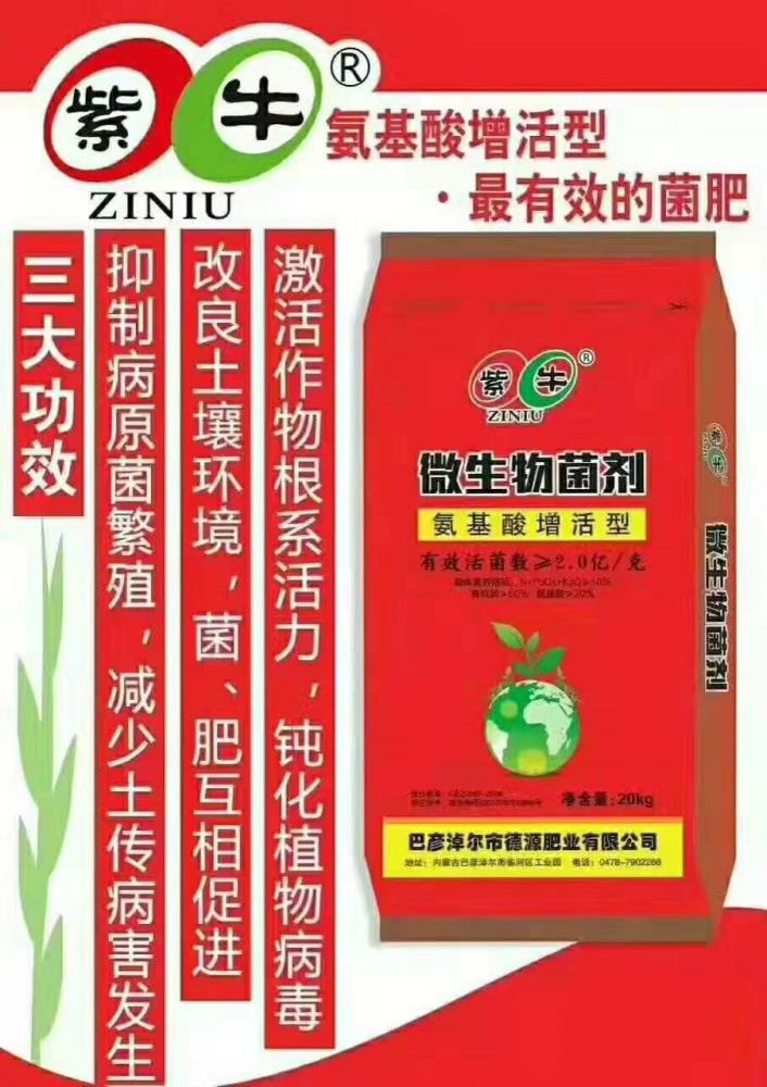 矮秆糯红高粱种子