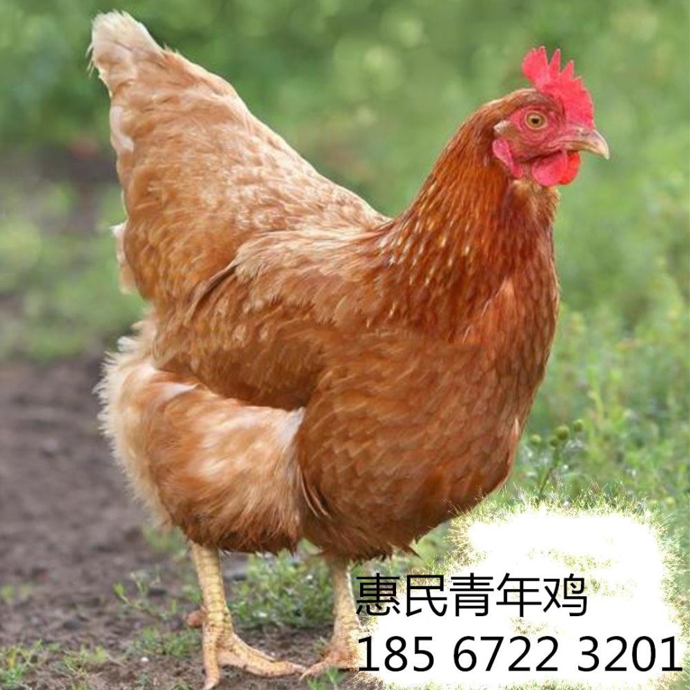 合肥罗曼灰育成蛋鸡报价合肥罗曼灰育成蛋鸡养殖